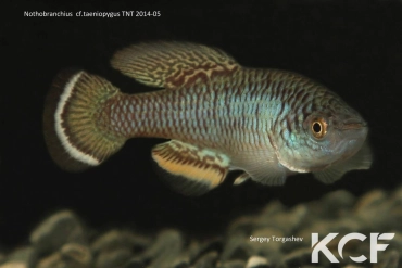 Nothobranchius cf. taeniopygus Mhwala river TNT 14-05 male adulte 