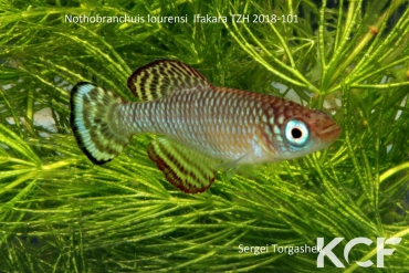 Nothobranchius lourensi Mbezi River TZH 18-11 male adulte 