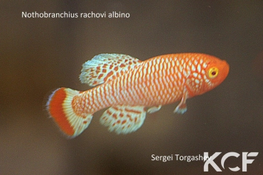 Nothobranchius rachovii Albino male adulte 