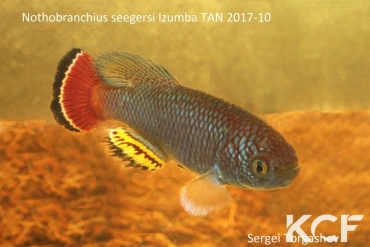 Nothobranchius seegersi Izumba TAN 17-10 male adulte 