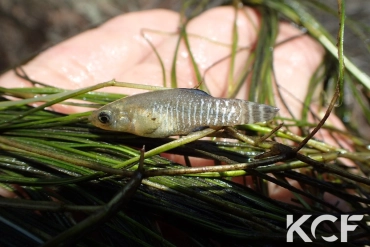 Apricaphanius baeticus Andalousie male adulte 