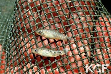 Apricaphanius baeticus Andalousie couple adulte 