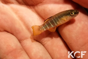 Aphanius fasciatus Apulian male adulte 