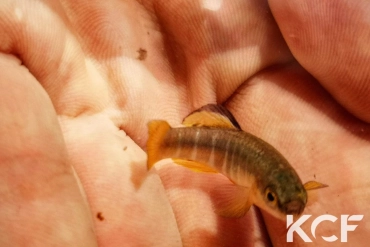 Aphanius fasciatus Apulian male adulte 