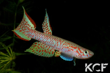 Aphyosemion castaneum Lobaye male adulte 