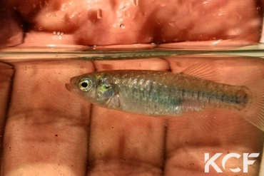 Aphanius fasciatus Kune-Vain Tale Lagoon ALVU 19-03 femelle adulte 