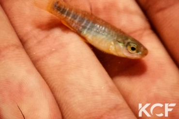 Aphanius fasciatus Kune-Vain Tale Lagoon ALVU 19-03 male adulte 