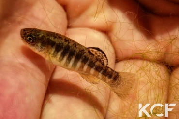 Esmaeilius isfahanensis Ezhyeh-Zayandeh Rud IR-R 2008 male adulte 