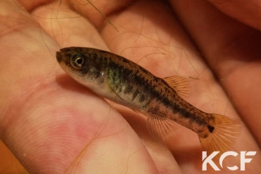 Esmaeilius isfahanensis Ezhyeh-Zayandeh Rud IR-R 2008 femelle adulte 