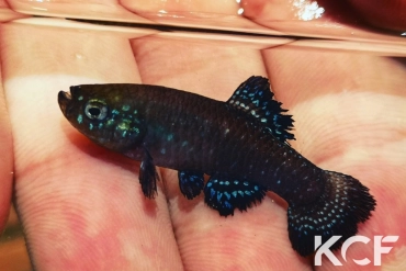 Paraphanius mento Ein Feshka-Israel male adulte 