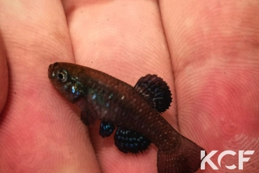 Paraphanius mento Ein Feshka-Israel male sub adulte 