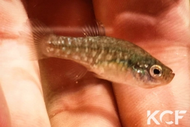 Paraphanius similis Zengen - TR femelle adulte 