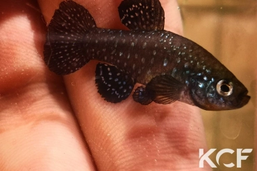 Paraphanius similis Zengen - TR male adulte 