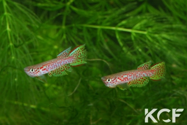 Aphyosemion castaneum Lobaye couple adulte 