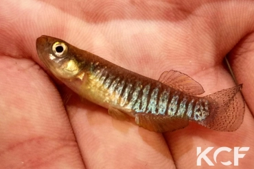 Valencia letourneuxi Lac Butrint-Albanie male adulte 