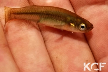 Valencia letourneuxi Lac Butrint-Albanie femelle adulte 