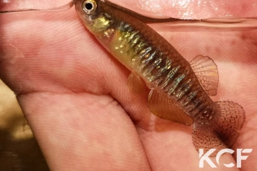 Valencia letourneuxi Lac Butrint-Albanie male adulte 