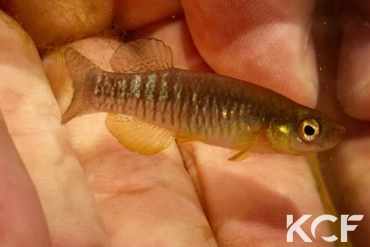 Valencia letourneuxi Lac Butrint-Albanie male adulte 