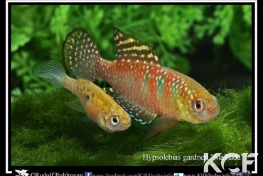 Hypsolebias gardneri Malhada NP 03-07 couple adulte 