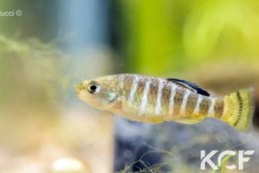 Anatolichthys iconii Kovada kanal male adulte 