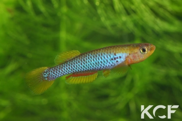 Aphyosemion citrineipinnis Ekembélé BSWG 97-22 male adulte 