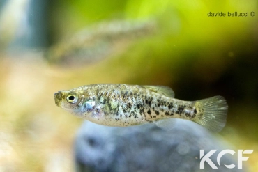 Anatolichthys iconii Kovada kanal femelle adulte 