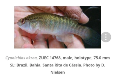 Cynolebias akroa  male adulte 