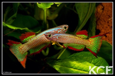 Aphyosemion gabunense GBG 93-30 couple adulte 