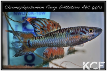 Aphyo. Chromaphyosemion bivittatum Funge ABC 05-12 male adulte 