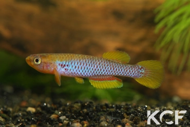Aphyosemion citrineipinnis Ekembélé BSWG 97-22 male adulte 