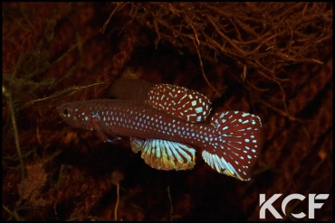 Diapteron georgiae Koumaméyong LEC 93-02 male adulte 