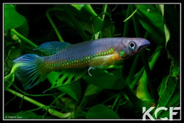 Epiplatys huberi Mandilou GEM 06-06 male adulte 