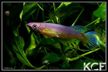 Epiplatys huberi Mandilou GEM 06-06 male adulte 