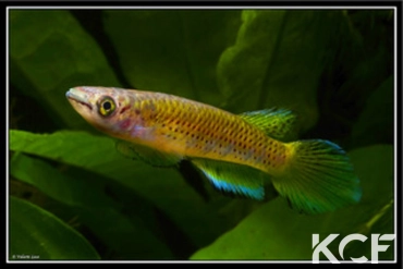 Epiplatys togolensis 10 km Ikeja route Ikeja-Lagos male adulte 