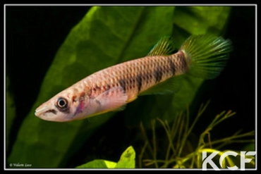 Epiplatys togolensis 10 km Ikeja route Ikeja-Lagos femelle adulte 