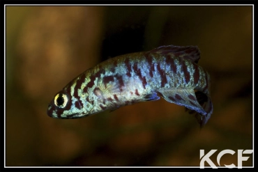 Fundulopanchax filamentosus Togo male adulte 