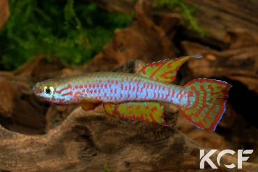 Aphyosemion dargei Minkouma ABDK 10-370 male adulte 