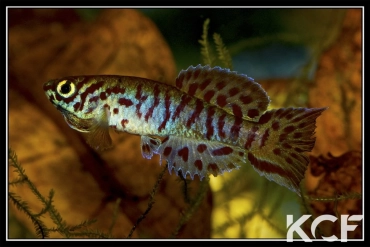 Fundulopanchax filamentosus Togo male adulte 