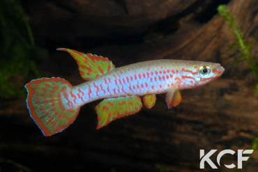 Aphyosemion dargei Minkouma ABDK 10-370 male adulte 