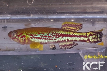 Fundulopanchax mirabilis intermittens Tali ADL 13-33 male adulte 