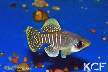 Fundulus xenicus  male adulte 
