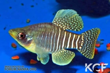 Fundulus xenicus  male adulte 