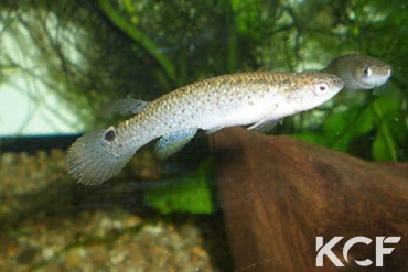 Anablepsoides lungi Pariacabo FG-LL 07-02 femelle adulte 