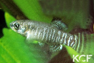 Apricaphanius iberus  male sub adulte 