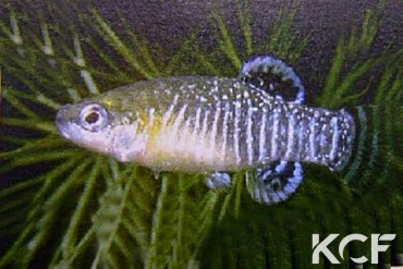 Apricaphanius iberus  male adulte 