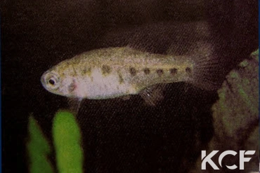 Apricaphanius iberus  femelle adulte 