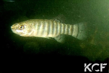 Anatolichthys marassantensis Kirsehir TUBCD 05-19 male adulte 