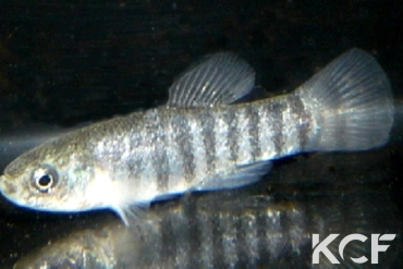 Anatolichthys transgrediens Aci göl Lake TUBCD 08-03 male adulte 