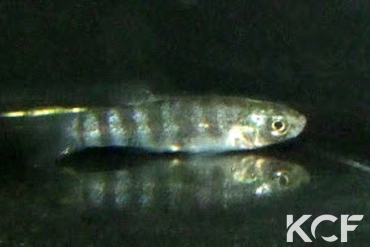 Anatolichthys transgrediens Aci göl Lake TUBCD 08-03 male adulte 
