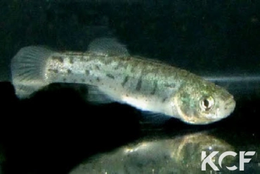 Anatolichthys transgrediens Aci göl Lake TUBCD 08-03 femelle adulte 